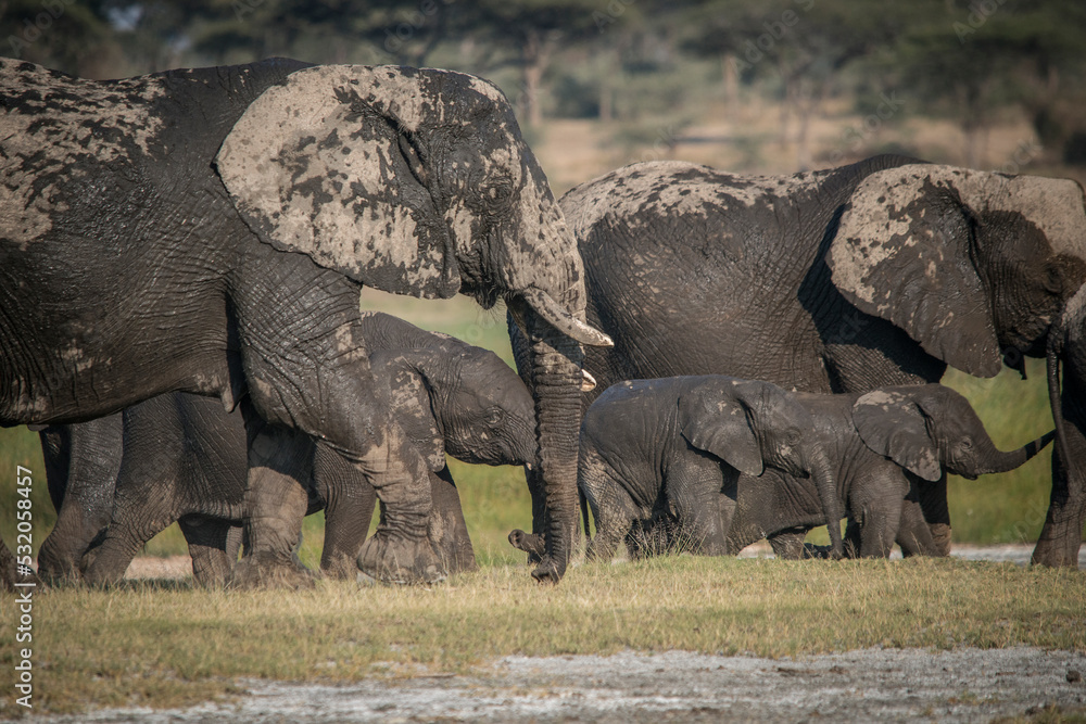 Africa, Tanzania. Elephants cover themselves with mud to keep off flies