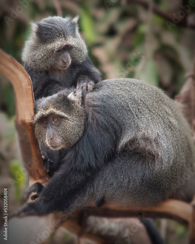 Africa, Tanzania. A blue monkey searches its friend for edible ticks and other vermin. © Danita Delimont