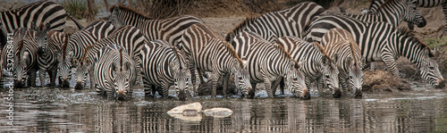 Africa, Tanzania. A herd of zebras keep an eye out for hungry crocodiles in the heart of the Serengeti.