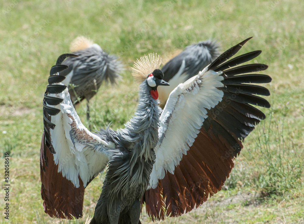 Fototapeta premium Africa, Tanzania. A crowned crane, shows its mighty wings during a courting display.