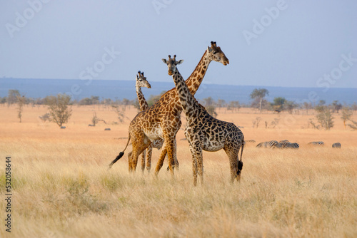 Africa, Tanzania. A group of giraffes stand in the open savannah grasses.