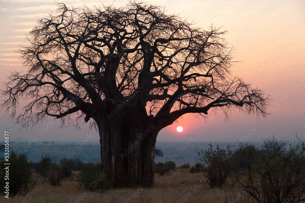 Africa, Tanzania, Tarangire National Park. View of an early morning sunrise silhouetting a baobab tree.