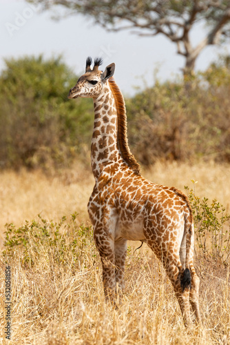 Africa  Tanzania. Portrait of a newborn giraffe with its umbilical cord still visible.