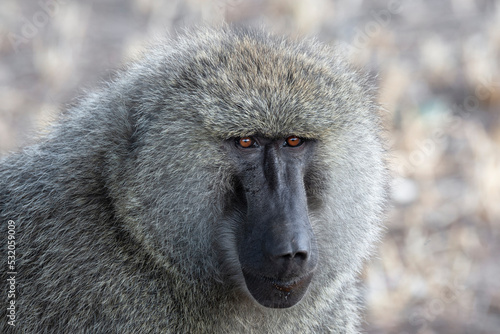 Africa, Tanzania. Headshot of an adult olive baboon. © Danita Delimont