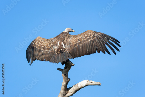 Africa, Tanzania. A Ruppell's griffon vulture sits on a snag with outstretched wings. photo
