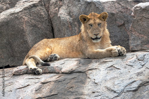 Africa  Tanzania. A young lion lies on a rocky kopje.