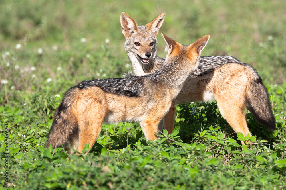 Africa, Tanzania. Two black-backed jackals meet.