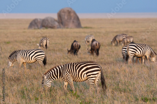 Africa, Tanzania, The Serengeti. Herd animals graze together on the plains with kopjes in the distance.