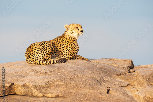 Africa, Tanzania. Portrait of a cheetah lying on top of a stone kopje. photo