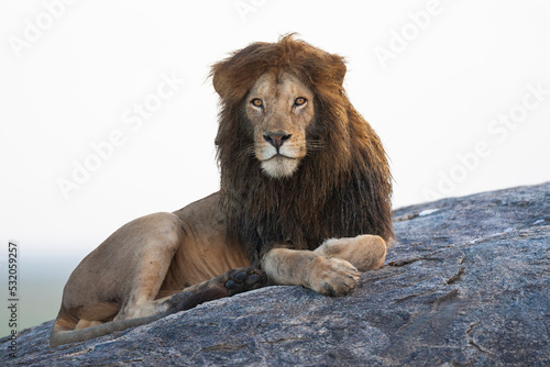 Africa, Tanzania. Portrait of a black-maned lion.
