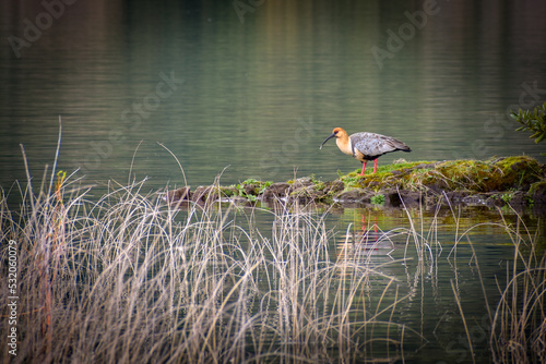 Chilean Buff-necked ibis on a lake