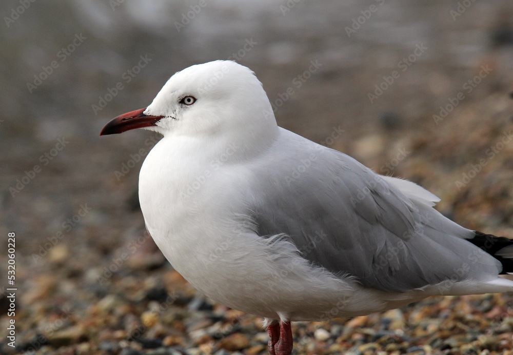 Silver gull seagull bird standing on a beach Silver gull seagull bird standing on a beach