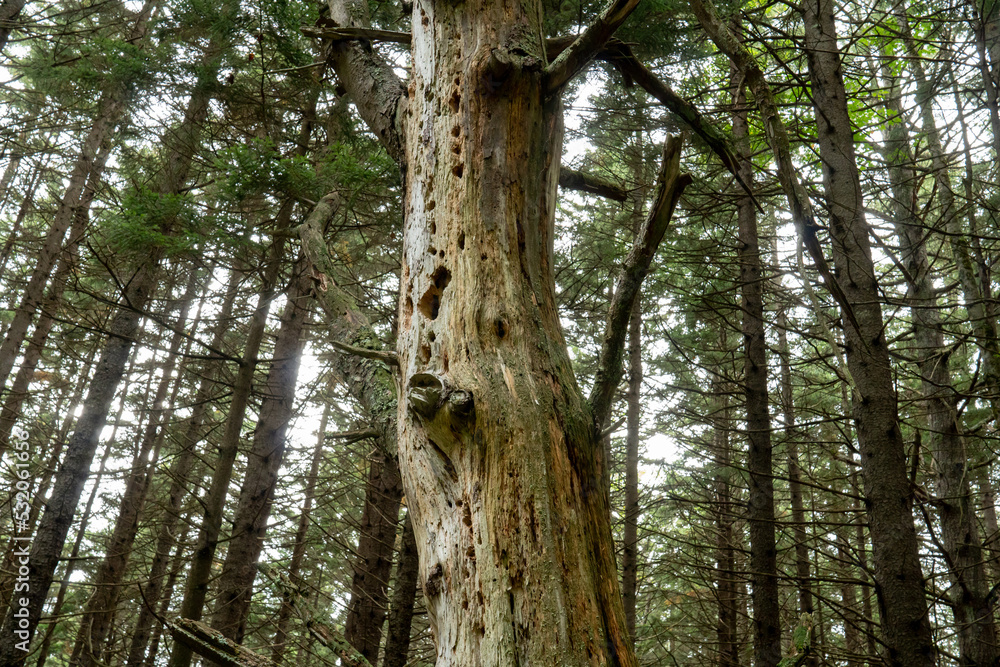Large dead conifer evergreen pine tree in wooded forest filled with holes and cavities of insects and birds Large dead conifer evergreen pine tree in wooded forest filled with holes and cavities of insects and birds