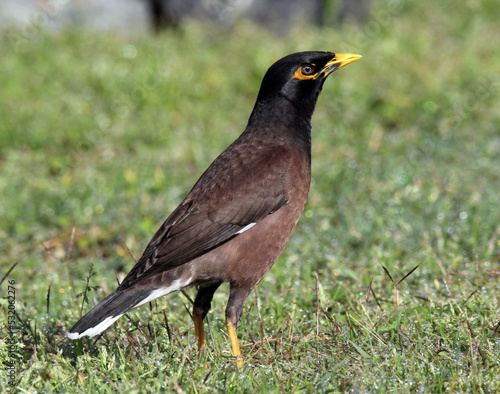 Common myna bird standing on the grass in a park photo