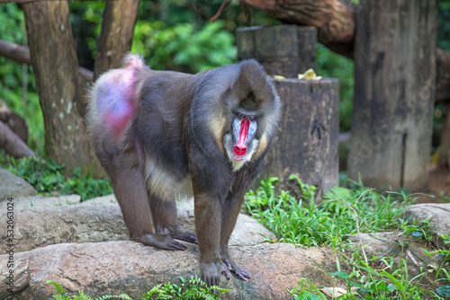 Photos Mandrill is a large Old World monkey native to west-central Africa