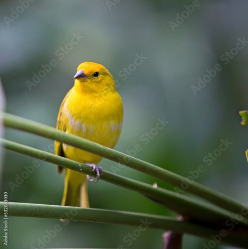 Canary is a small size song bird originating from the Macaronesian Islands.