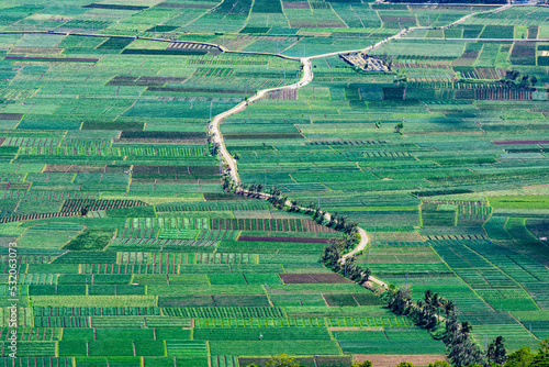 Obraz na plátně green ricefield from above