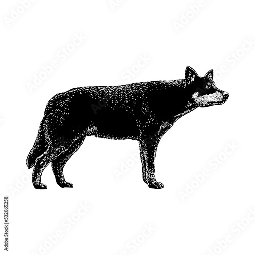 Lapponian Herder hand drawing vector illustration isolated on background photo