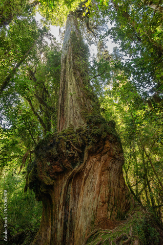 A tall Alerce Fitzroya tree or 