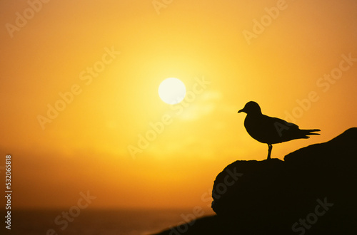 bird silhouette sunris
