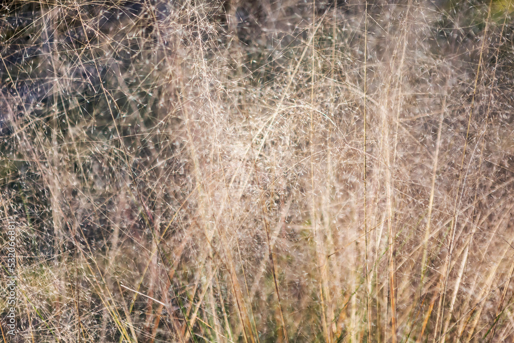 Fototapeta premium ネズミガヤの枯れた葉 