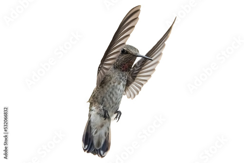  Anna's Hummingbird (Calypte Anna) Photo, in Flight on a Transparent Background