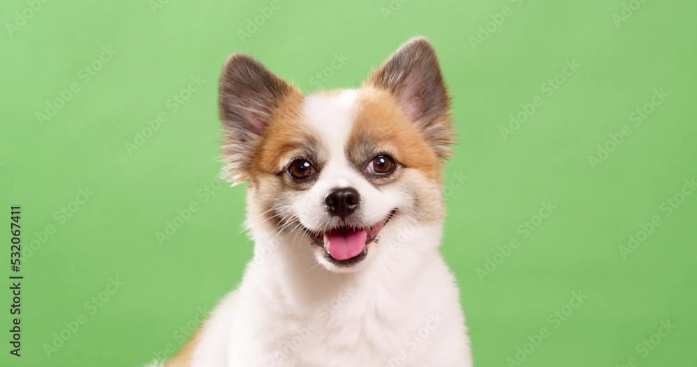 Portrait of the cute fluffy puppy of pomeranian spitz. Little smiling dog lying on a green background. Copy space for text. Portrait of the cute fluffy puppy of pomeranian spitz. Little smiling dog lying on a green background. Copy space for text.