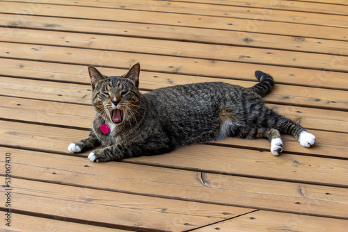 Profile view of a gray striped tabby cat yawning as he relaxes outdoors on a wooden deck