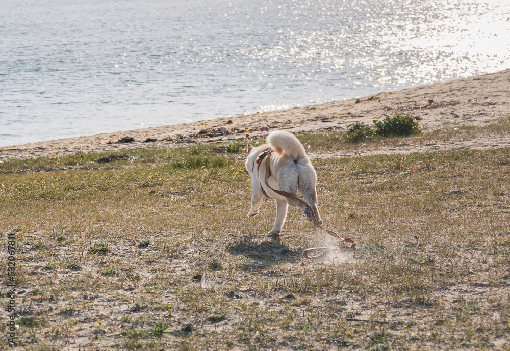 Hokkaido dog runs to the sea with the leash loose
