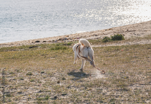 Hokkaido dog runs to the sea with the leash loose © David Jalda