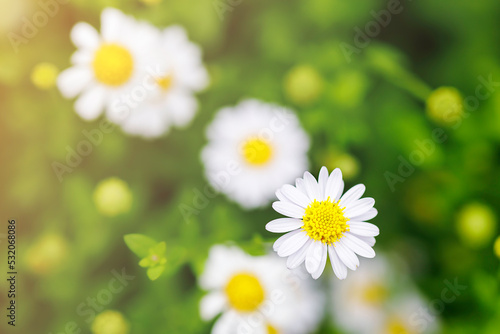 Blooming white asters in the garden with sunlight © Kung37