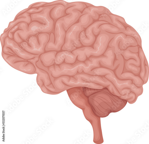 Brain. Anatomical image of the brain. The human brain. Human internal organs. Vector illustration isolated on a white background