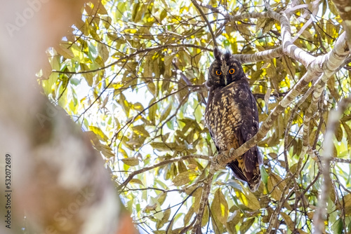Stygian Owl (Asio stygius). Owl gazing angrily from the top of a tree on a sunny day. photo