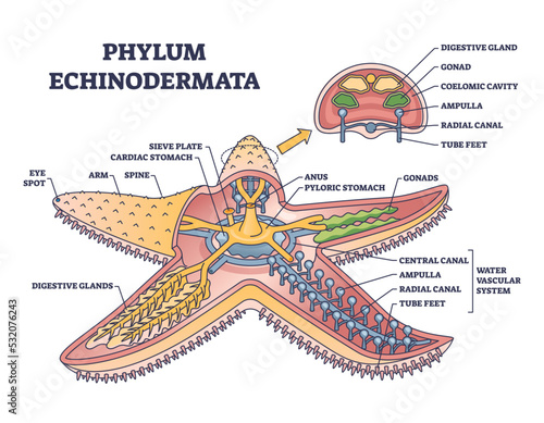 Phylum echinodermata or starfish anatomy with inner structure outline diagram. Labeled educational detailed scheme with zoology description for sea life animal inner organs vector illustration. photo