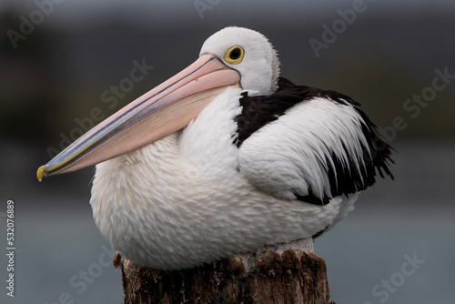 portrait of a pelican photo