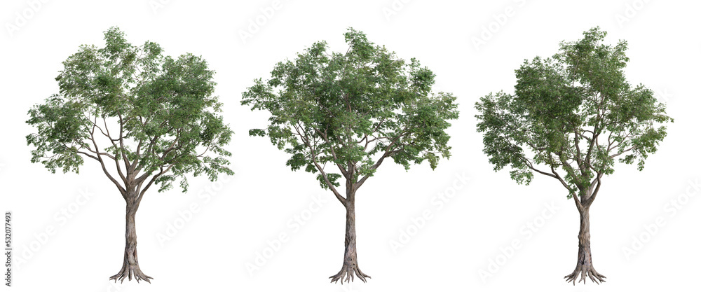 tree isolated on transparent background , tree 3d render tree isolated on transparent background , tree 3d render