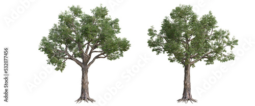 tree isolated on transparent background   tree 3d render