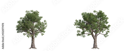 tree isolated on transparent background   tree 3d render