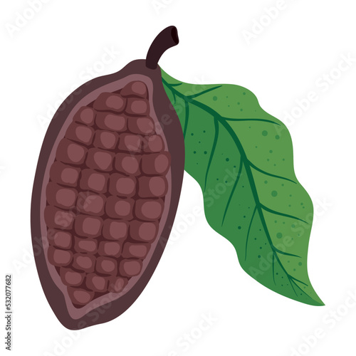 fresh cacao fruit nature