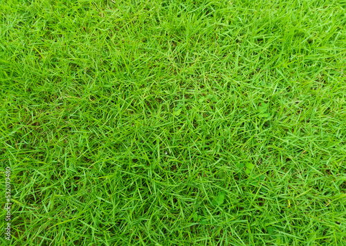 Field green multipurpose yard paved with grass for various activities Background image.