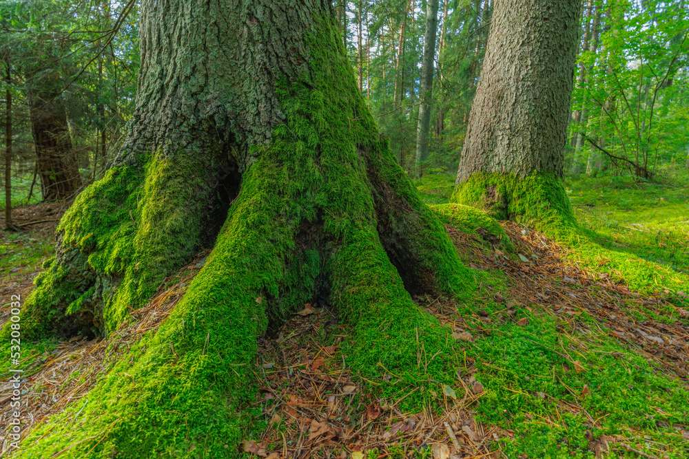 The green roots of a tree in the forest