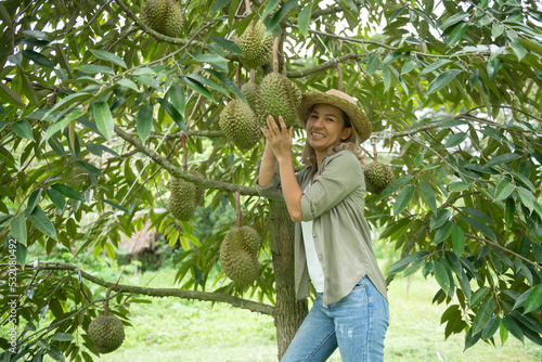 Happy young asian woman farmer holding durian in durian plantation, durians on the durian tree in a durian orchard, Durian production from farms in Thailand, Durian is a king of fruit in Thailand.