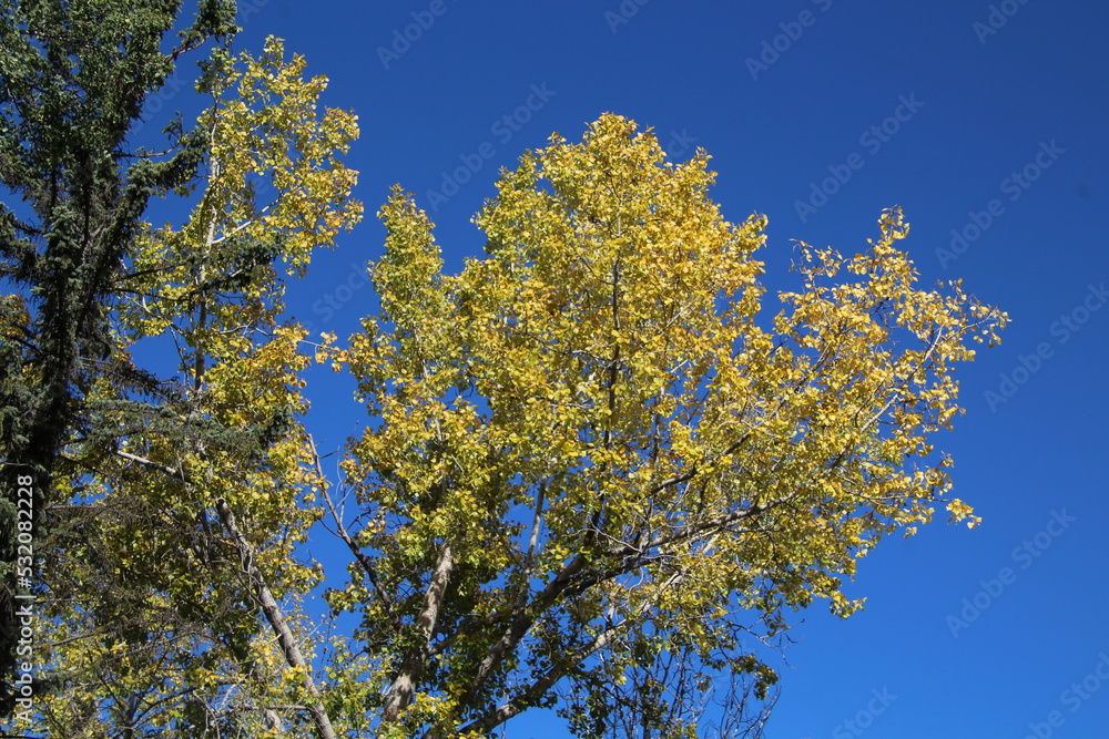 yellow leaves against sky, Fort Edmonton Park, Edmonton, Alberta yellow leaves against sky, Fort Edmonton Park, Edmonton, Alberta