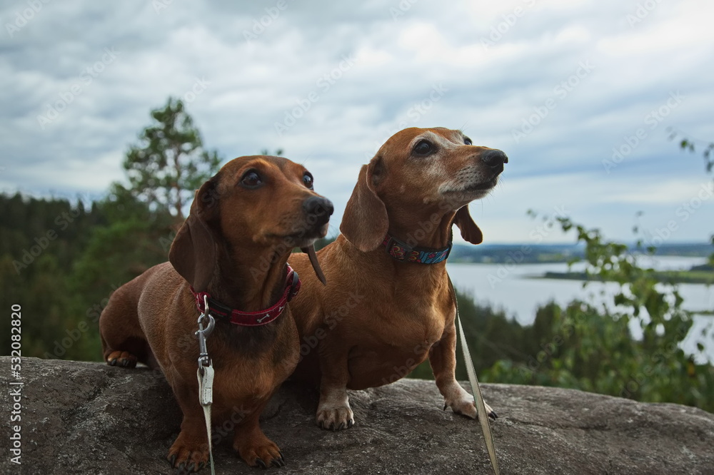 Red dachshunds on glacial basalt on a cloudy day. Red dachshunds on glacial basalt on a cloudy day.