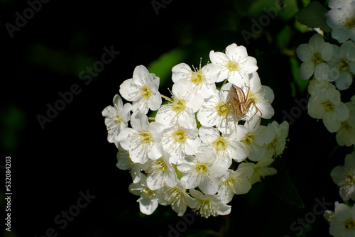 A garden spider hunting on a cluster of small delicate white flowers of a Reeve's Spiraea or May Bush. Dappled sunlight filtered through the plants foliage 