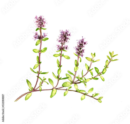 watercolor drawing plant of broad-leaved thyme, Thymus pulegioides isolated at white background , hand drawn botanical illustration