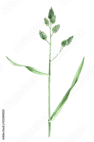 watercolor drawing plant of cat grass  Dactylis glomerata   hand drawn botanical illustration