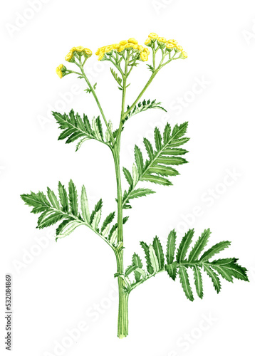 watercolor drawing plant of tansy   Tanacetum vulgare   hand drawn botanical illustration