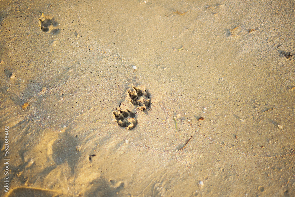 Dog footprints in the sand. Animals on the beach. Copy space for text. Sand backgrounds. Dog footprints in the sand. Animals on the beach. Copy space for text. Sand backgrounds.