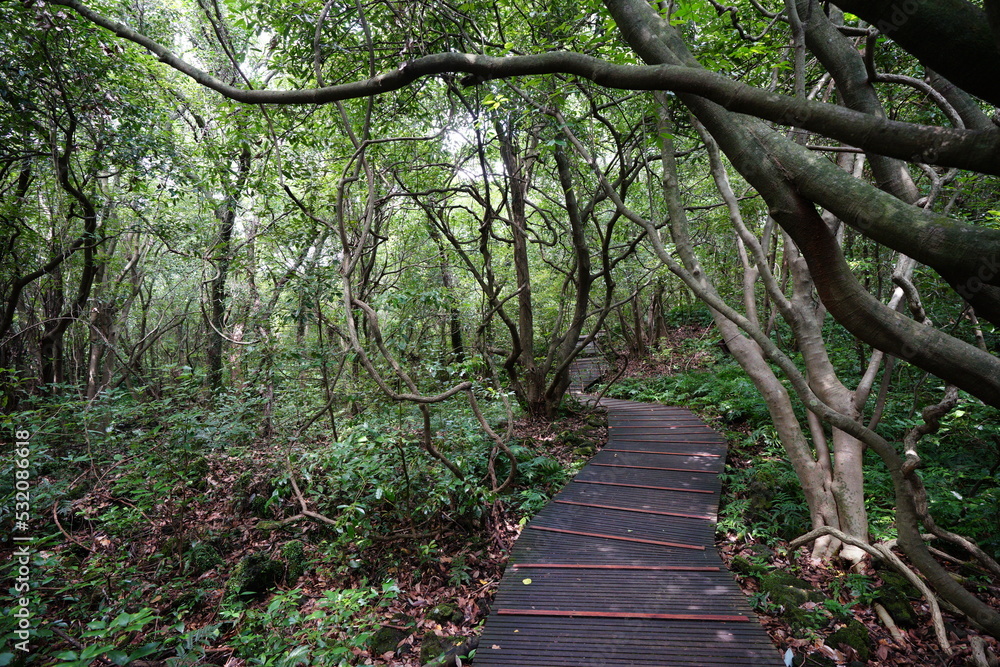 fine walkway through old trees and vines fine walkway through old trees and vines